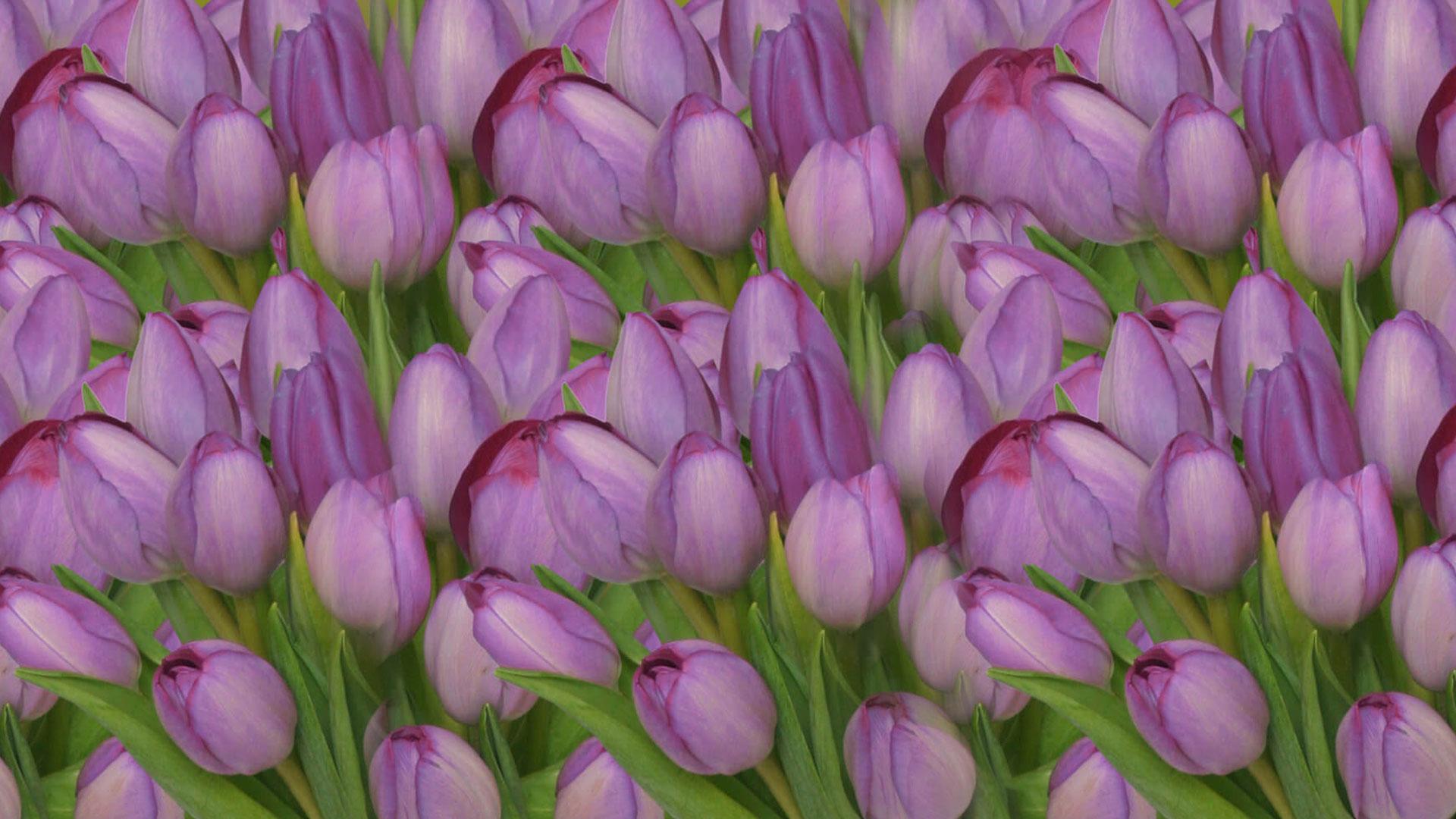Flowers N Things