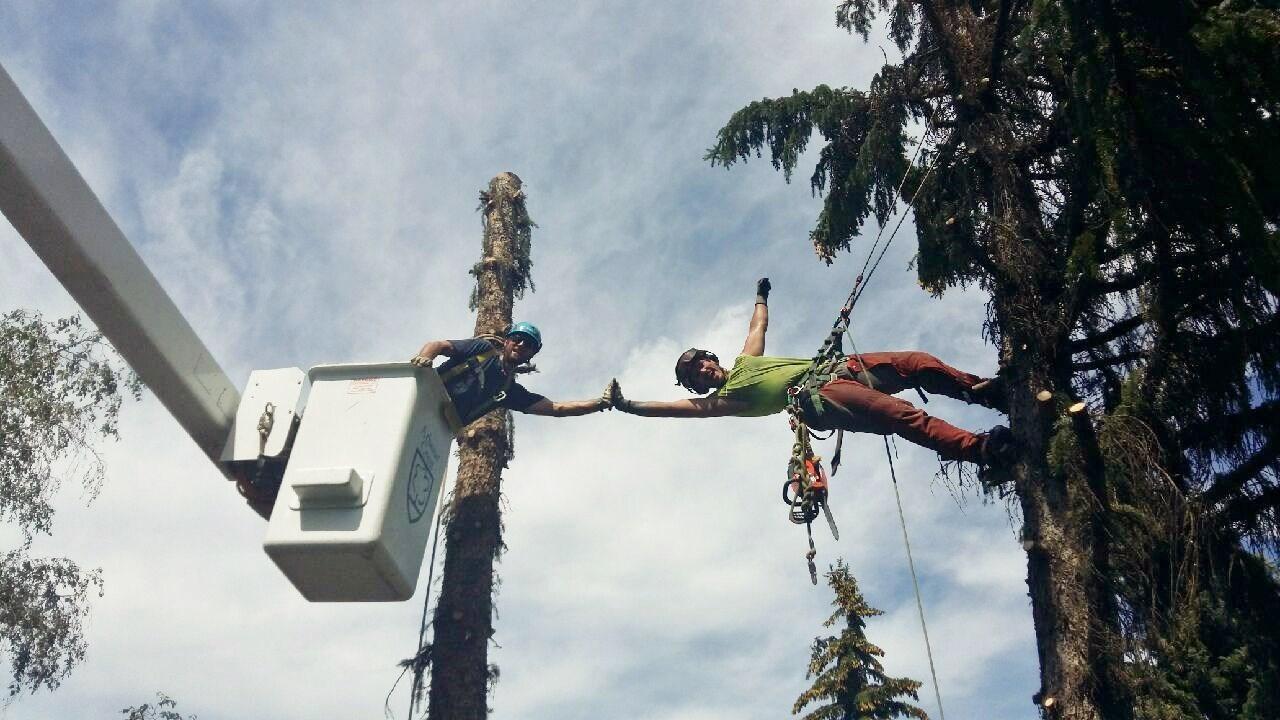 Arbour Crest Tree Services Ltd.
