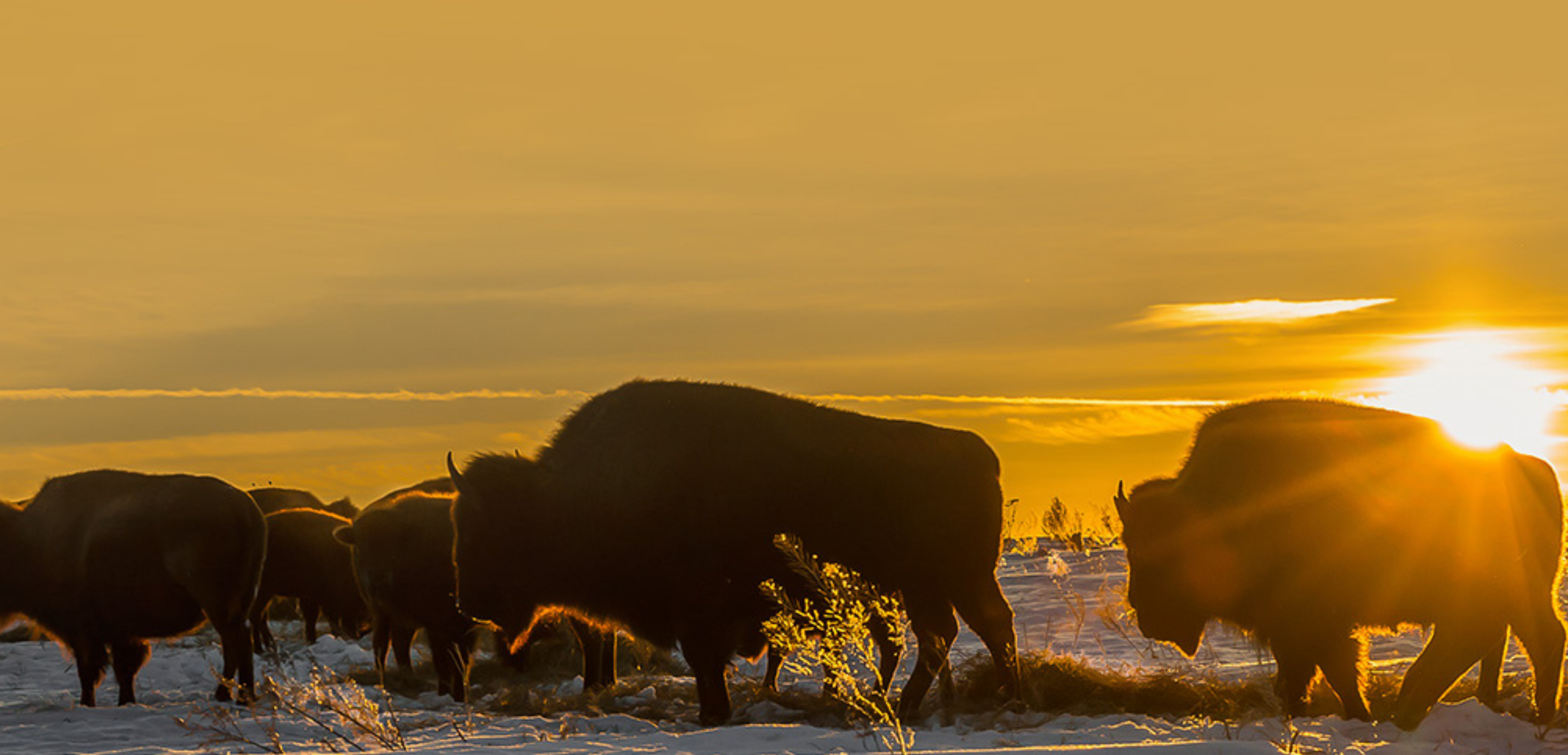 Saskatchewan First Nations Natural Resource Centre of Excellence