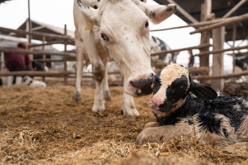 The Saskatoon Colostrum Company Ltd.